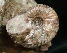 Hoploscaphites Ammonite Cluster - South Dakota #12096-2